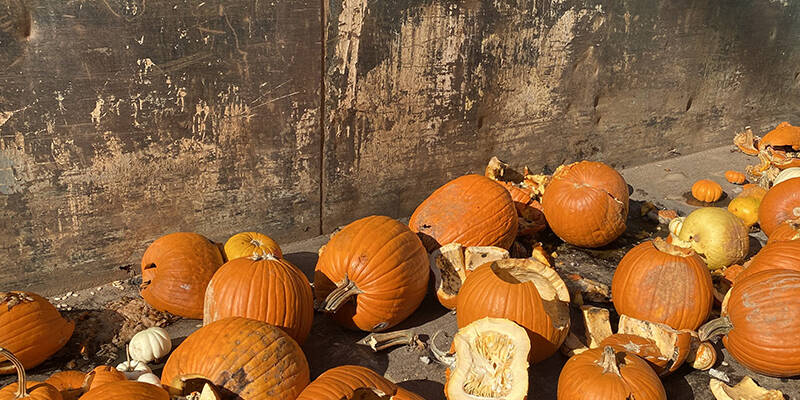 A picture of collected pumpkins