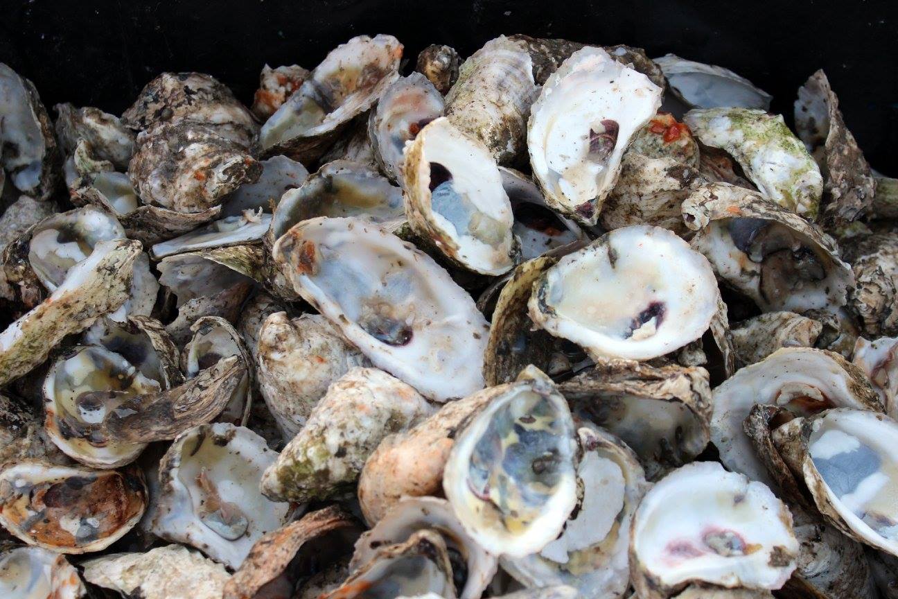 1398406 10100585329756281 4203238006287040851 o