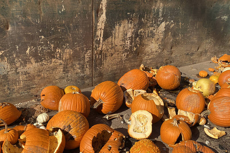 A picture of collected pumpkins